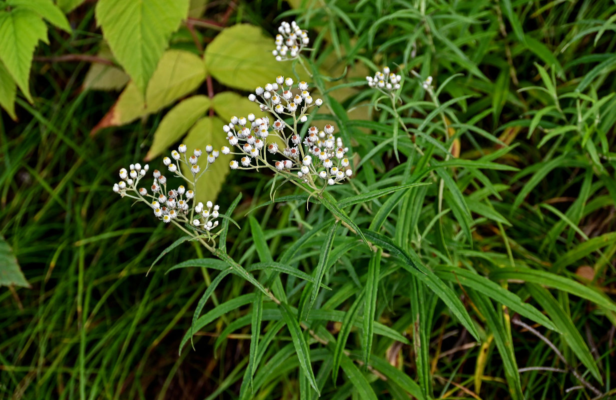 Изображение особи Anaphalis margaritacea.