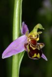 Ophrys apifera. Цветок в стадии самоопыления. Краснодарский край, г/о Сочи, Адлерский р-н, окр. с. Ахштырь, ок. 300 м выс., н. у. м., травянистый склон со скальными плитами. 29 мая 2023 г.