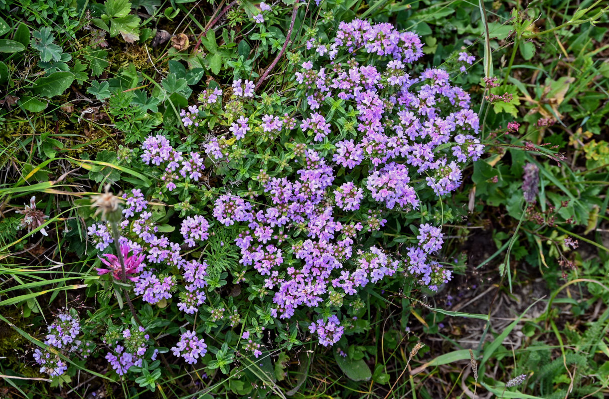 Изображение особи род Thymus.