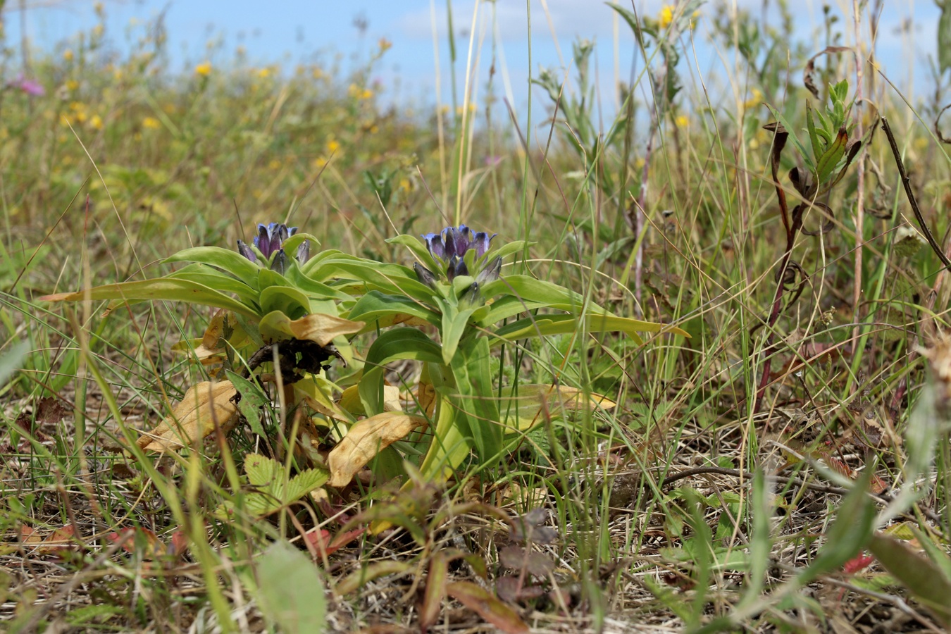 Image of Gentiana cruciata specimen.