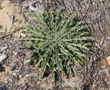 Matthiola sinuata