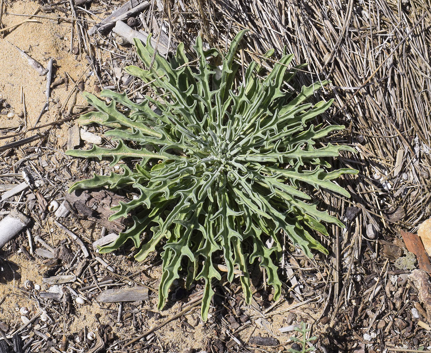 Изображение особи Matthiola sinuata.