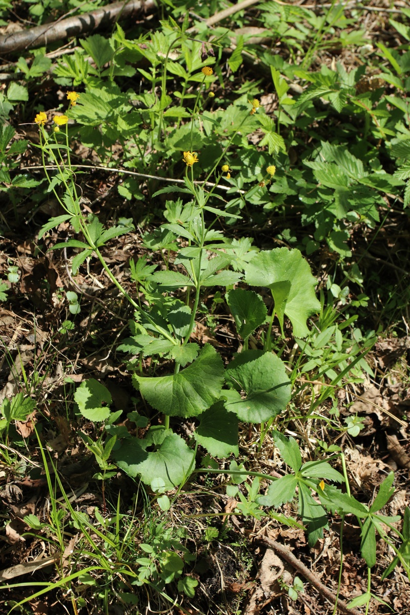 Image of Ranunculus cassubicus specimen.