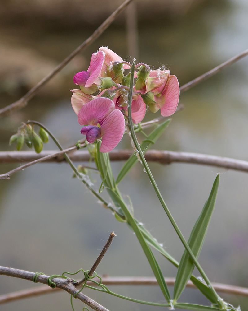 Image of Lathyrus sylvestris specimen.