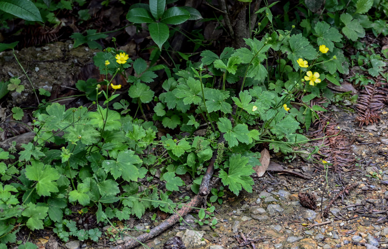 Изображение особи Ranunculus japonicus.