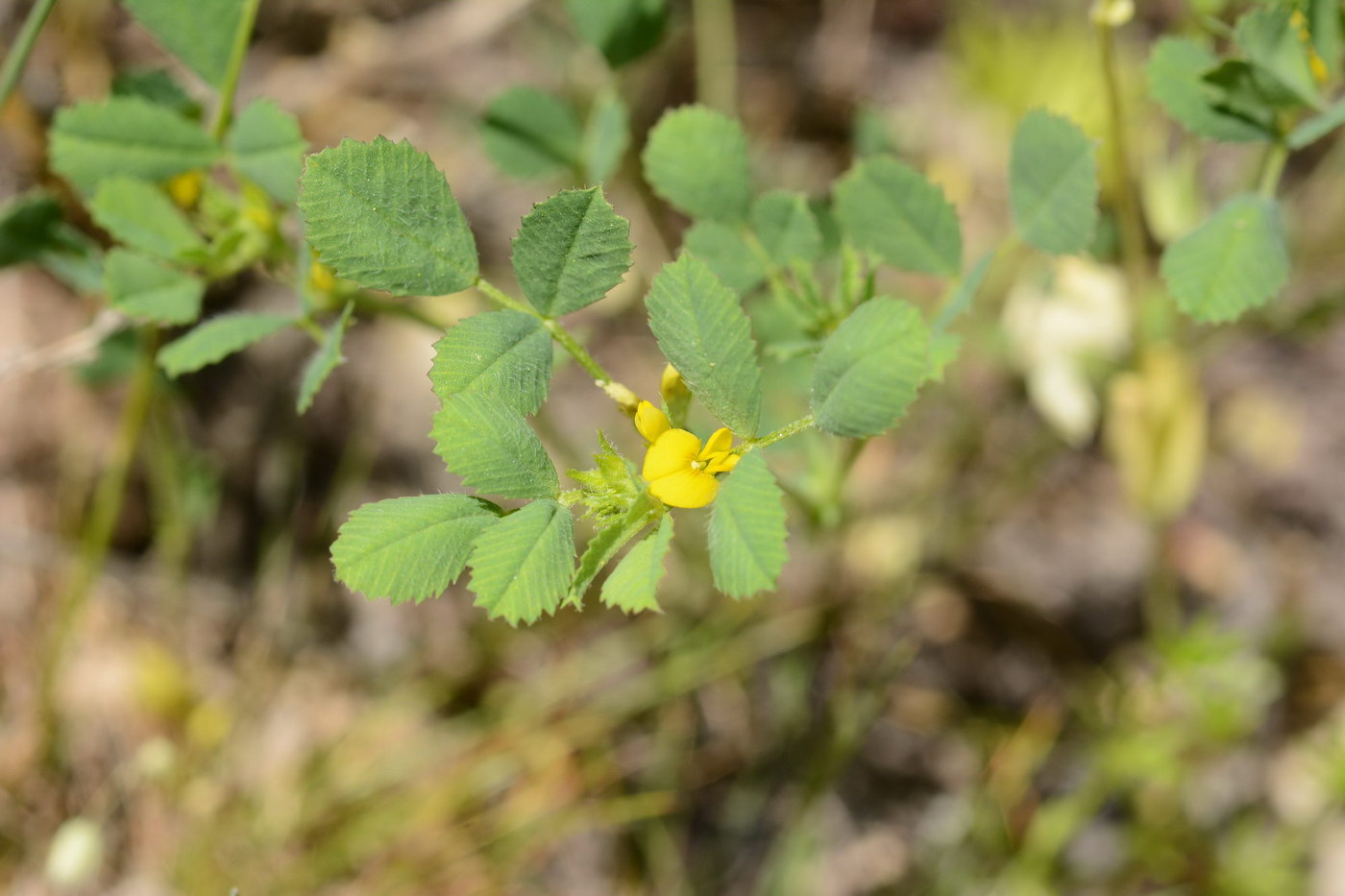 Изображение особи Trigonella grandiflora.