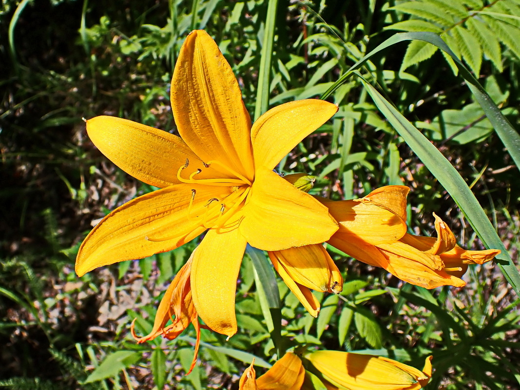 Image of Hemerocallis middendorffii specimen.