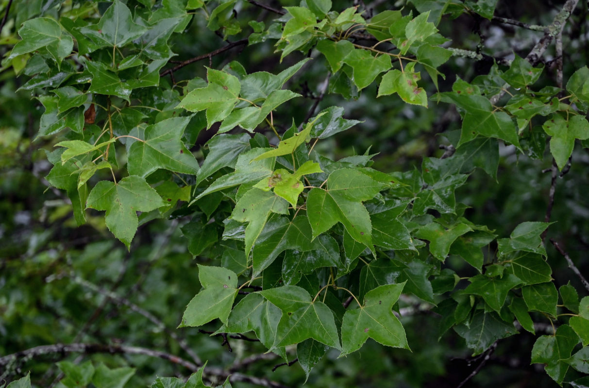 Image of Liquidambar formosana specimen.