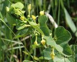 Aristolochia clematitis. Побег с цветками. Краснодарский край, Темрюкский р-н, окр. станицы Голубицкая, берег Азовского моря, травянистое подножие берегового обрыва. 09.06.2021.