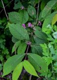 Callicarpa candicans. Верхушка ветви с соцветиями и погрызенными листьями. Китай, провинция Хунань, национальный парк \"Чжанцзяцзе\", опушка смешанного леса. 07.06.2024.