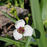 Sagittaria sagittifolia. Верхняя часть соцветия с цветками и бутонами. Ульяновская обл., Мелекесский р-н, окр. с. Приморское, выходящий к Черемшанскому заливу Куйбышевского водохранилища затопленный овраг, илистая отмель. 08.07.2023.