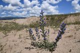 Echium vulgare. Цветущее растение. Казахстан, Алматинская обл., Северный Тянь-Шань, дол. р. Кегень, пески Кум-Текей, ≈ 2000 м н.у.м., барханные пески. 26 июля 2024 г.