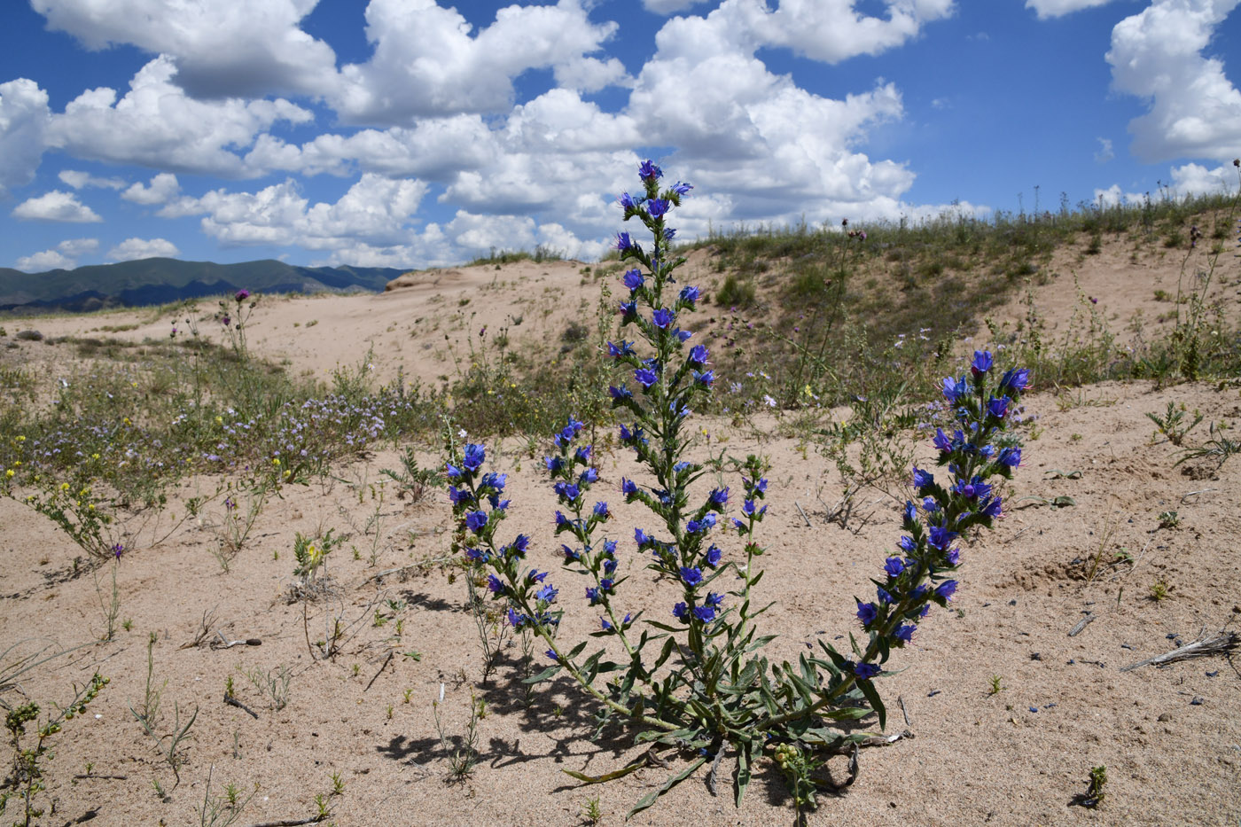 Изображение особи род Echium.