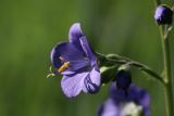 Polemonium caeruleum. Цветок и бутон. Ленинградская обл., Лужский р-н, окр. дер. Кемка, дол. р. Луга, подошва коренного склона долины, крупнотравный луг с доминированием Phragmites australis и Cirsium oleraceum. 13.06.2024.