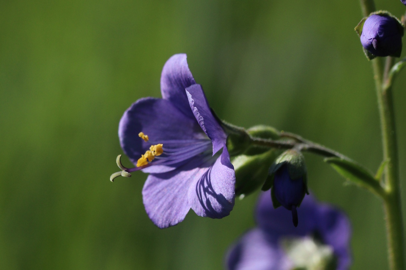 Image of Polemonium caeruleum specimen.