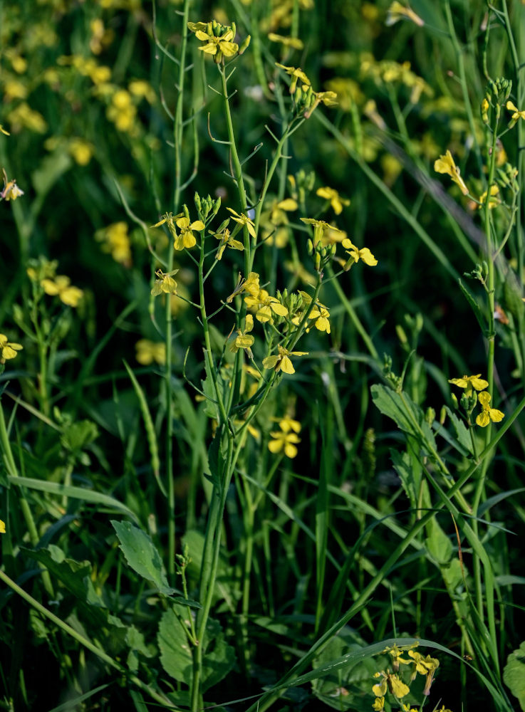 Image of Brassica napus specimen.