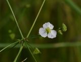 Alisma plantago-aquatica. Цветок и плод. Рязанская обл., Милославский р-н, балка Кочуровка, заболоченный участок. 2 августа 2024 г.