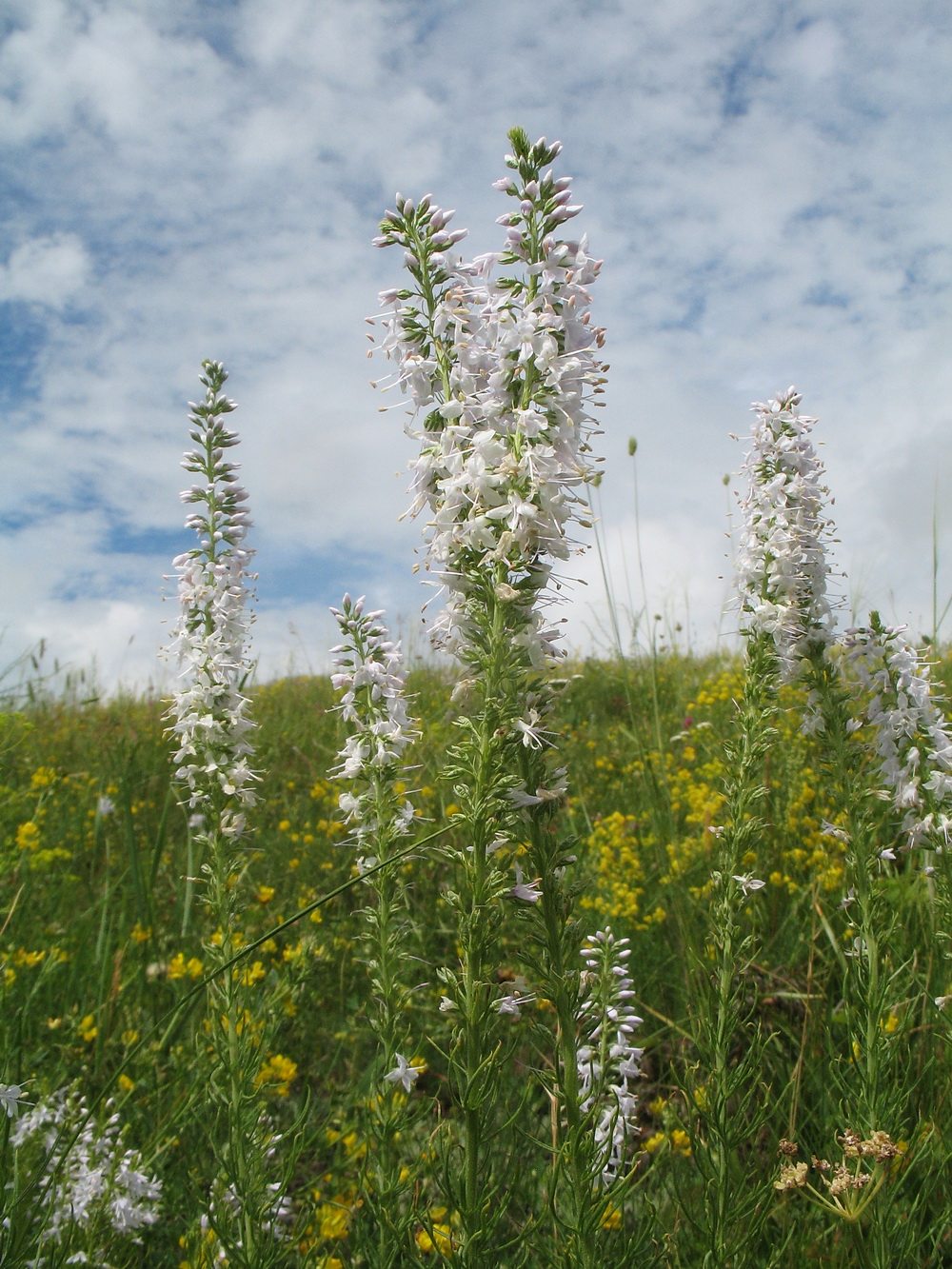 Image of Veronica pinnata specimen.