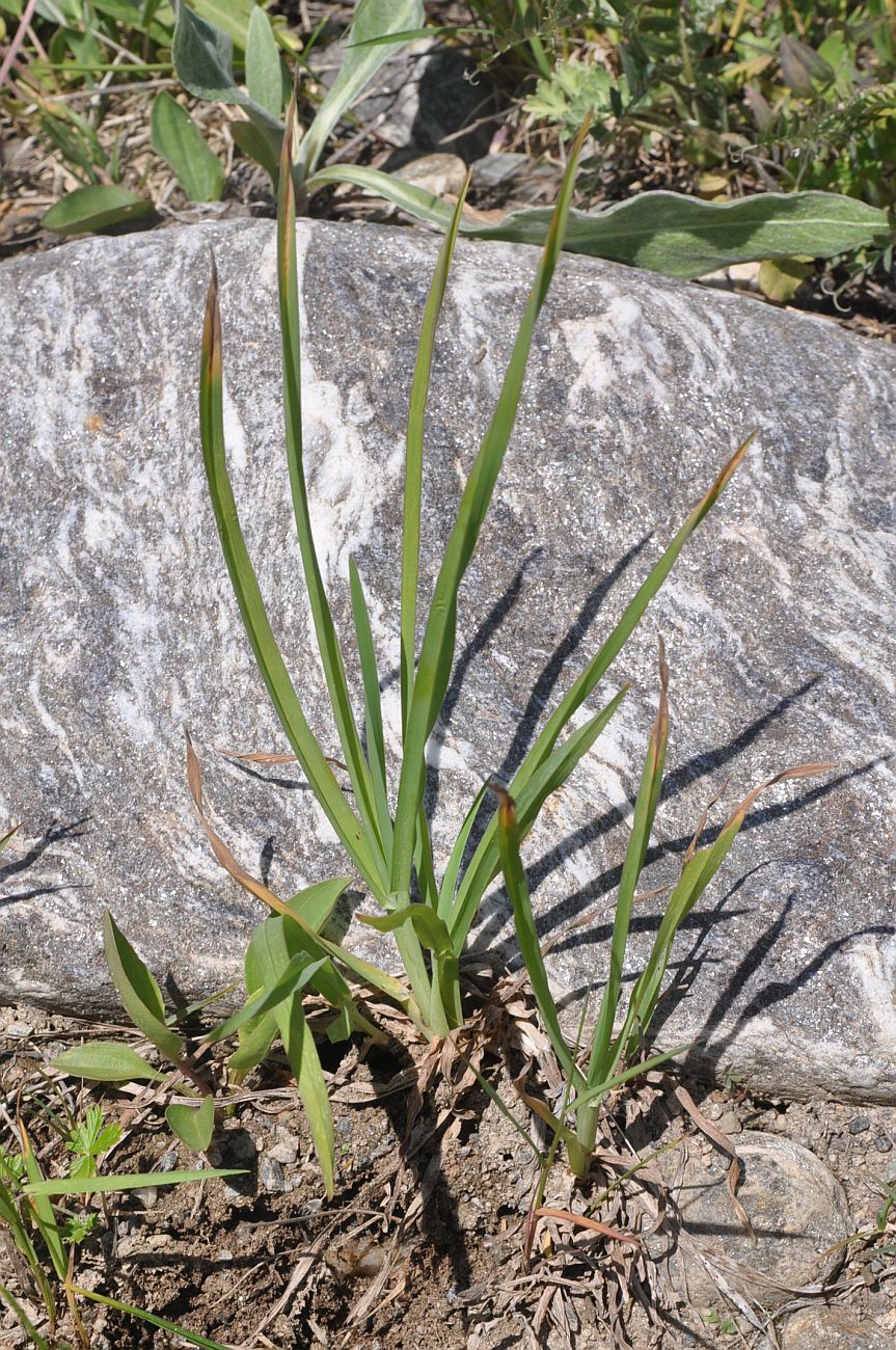 Изображение особи Dactylis glomerata.