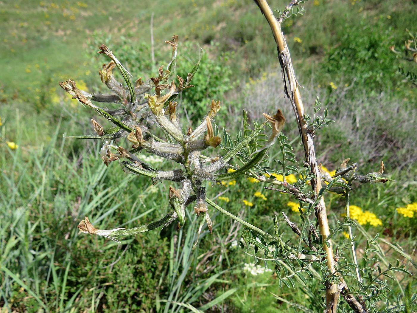 Изображение особи Astragalus neolipskyanus.