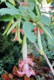 genus Brugmansia