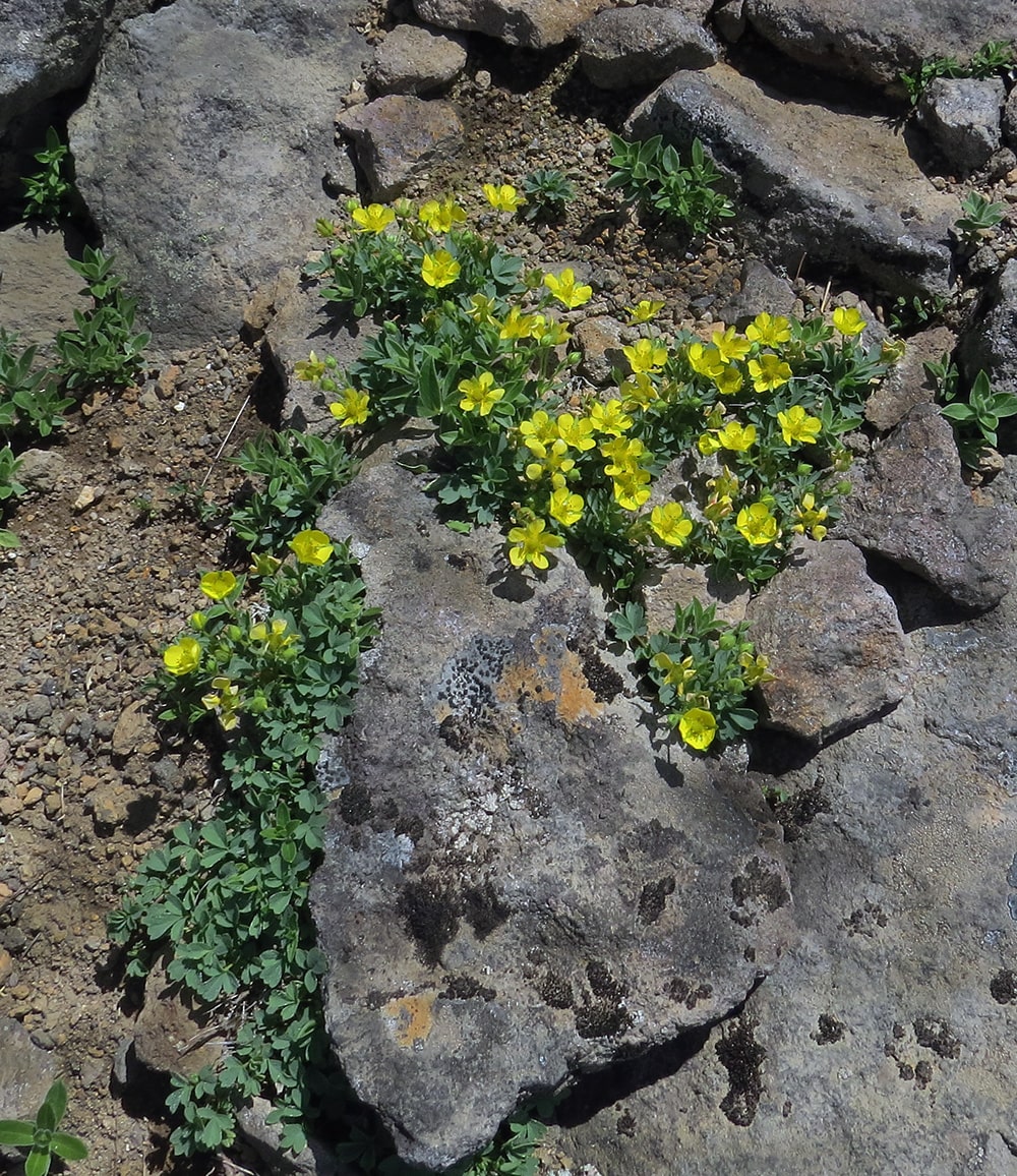 Image of Potentilla miyabei specimen.