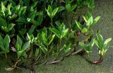 Menyanthes trifoliata. Верхушки вегетирующих растений. Московская обл., Волоколамский гор. округ, дол. р. Каменка, заросшая Spirodela polyrhiza и Lemna minor запруда. 17.08.2024.