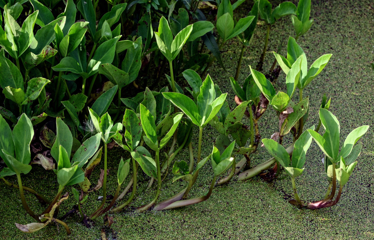 Image of Menyanthes trifoliata specimen.