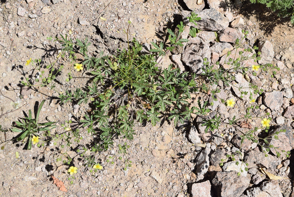 Image of Potentilla desertorum specimen.