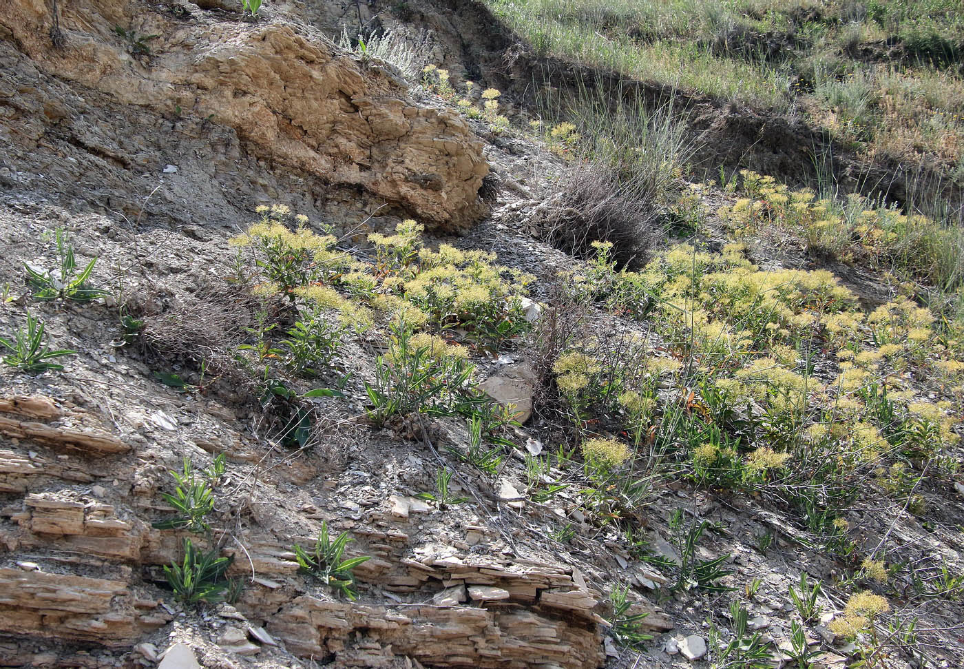 Image of Cardaria draba specimen.