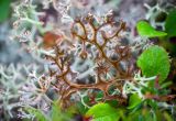 Cetraria islandica