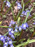 Chionodoxa forbesii