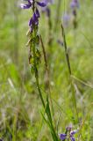 Polygala sibirica. Средняя часть побега с завязями. Оренбургская обл., Кувандыкский муниципальный округ, степь. 28 мая 2024 г.