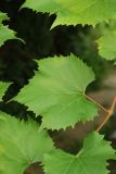 View full-size image Vitis × novae-angliae
