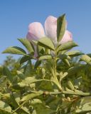 View full-size image Rosa canina