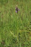 View full-size image Dactylorhiza baltica