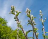 View full-size image Campanula komarovii