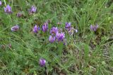 View full-size image genus Astragalus