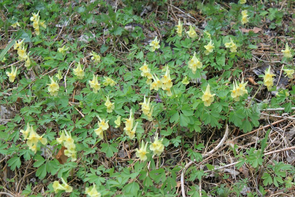 Image of Corydalis bracteata specimen.