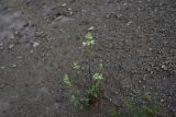View full-size image Stachys annua