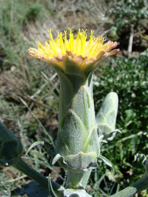 Изображение особи Scorzonera bracteosa.