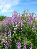 Vicia tenuifolia. Верхушки побегов с соцветиями. Ростовская обл., Азовский р-н, с. Кугей, степной склон балки. 20.05.2021.