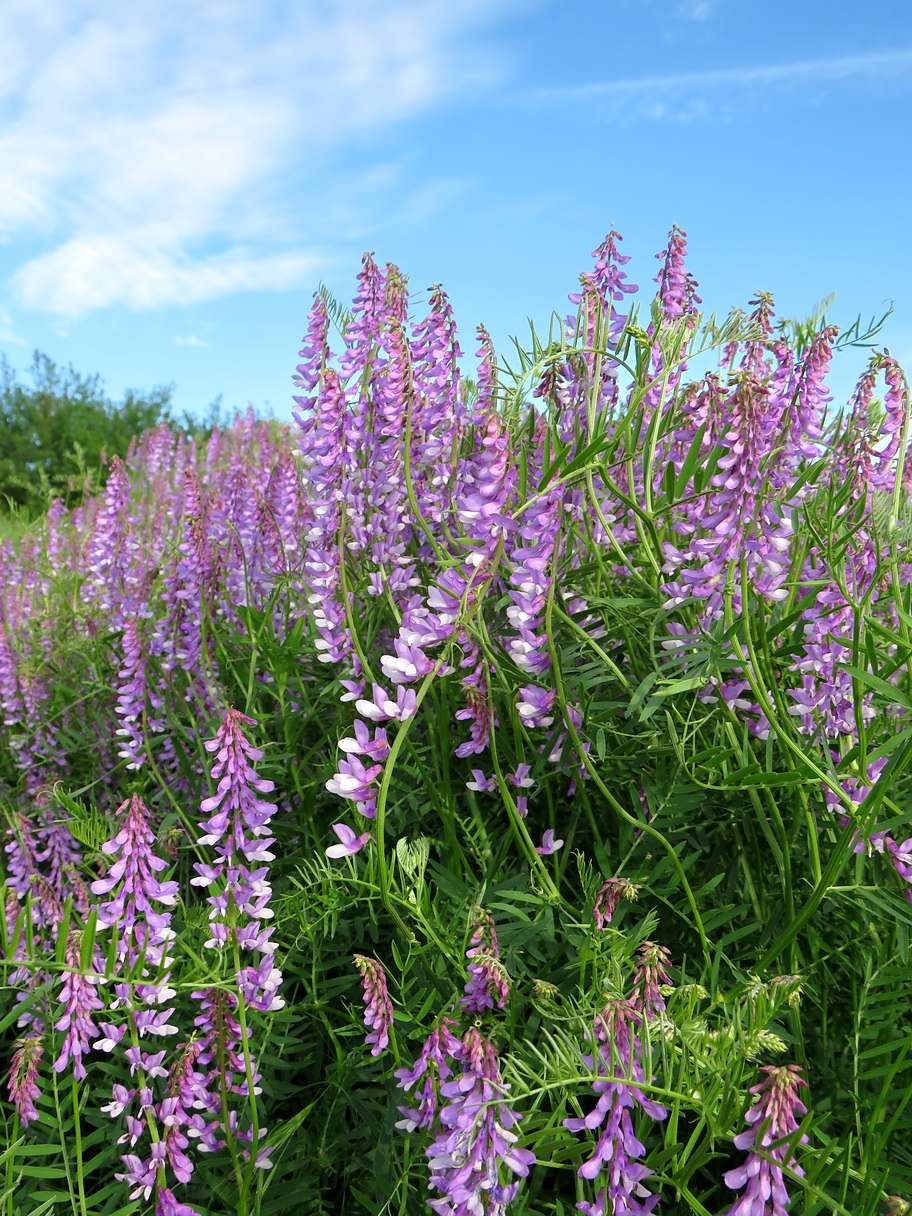 Image of Vicia tenuifolia specimen.