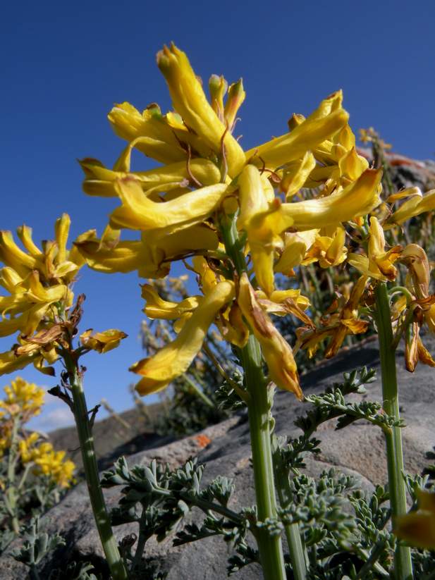 Image of Corydalis stricta specimen.