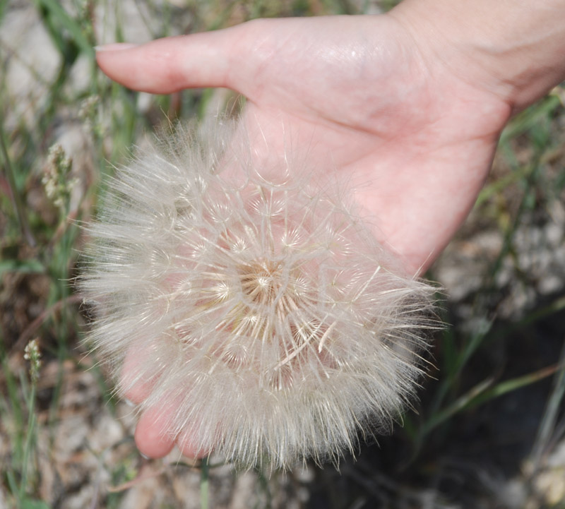 Image of genus Tragopogon specimen.