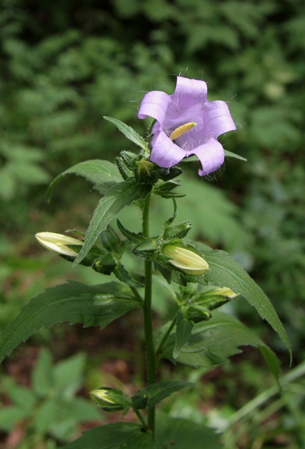 Image of Campanula trachelium specimen.