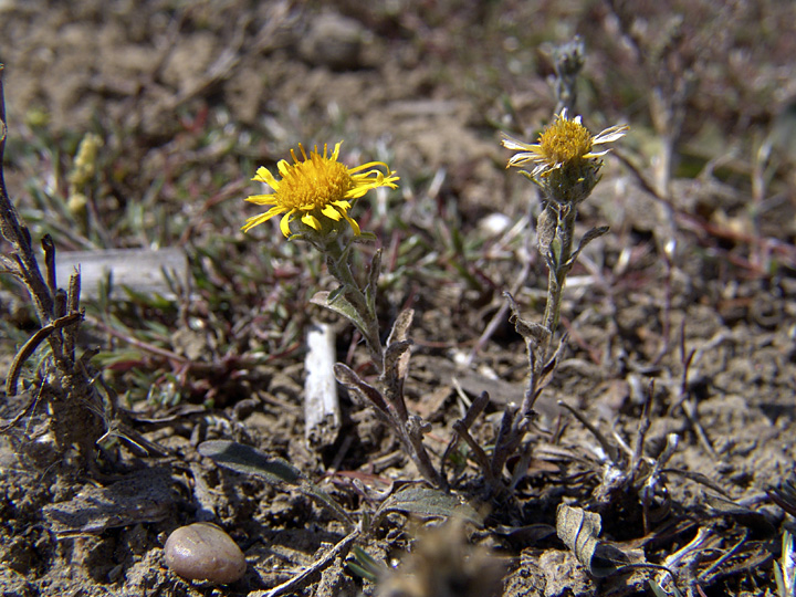 Image of familia Asteraceae specimen.