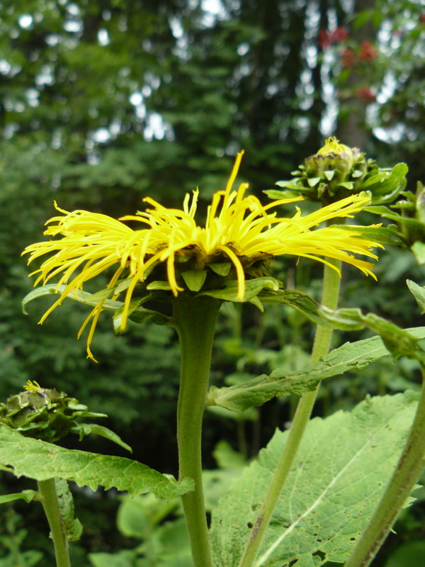 Изображение особи Telekia speciosa.