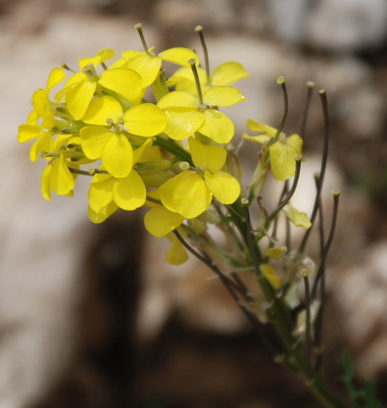 Image of Erysimum carniolicum specimen.