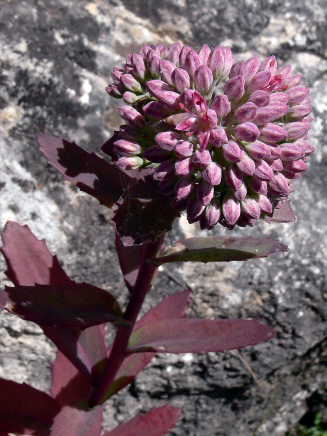 Image of Hylotelephium triphyllum specimen.